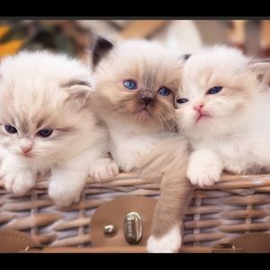 Meet your Posher, Watts